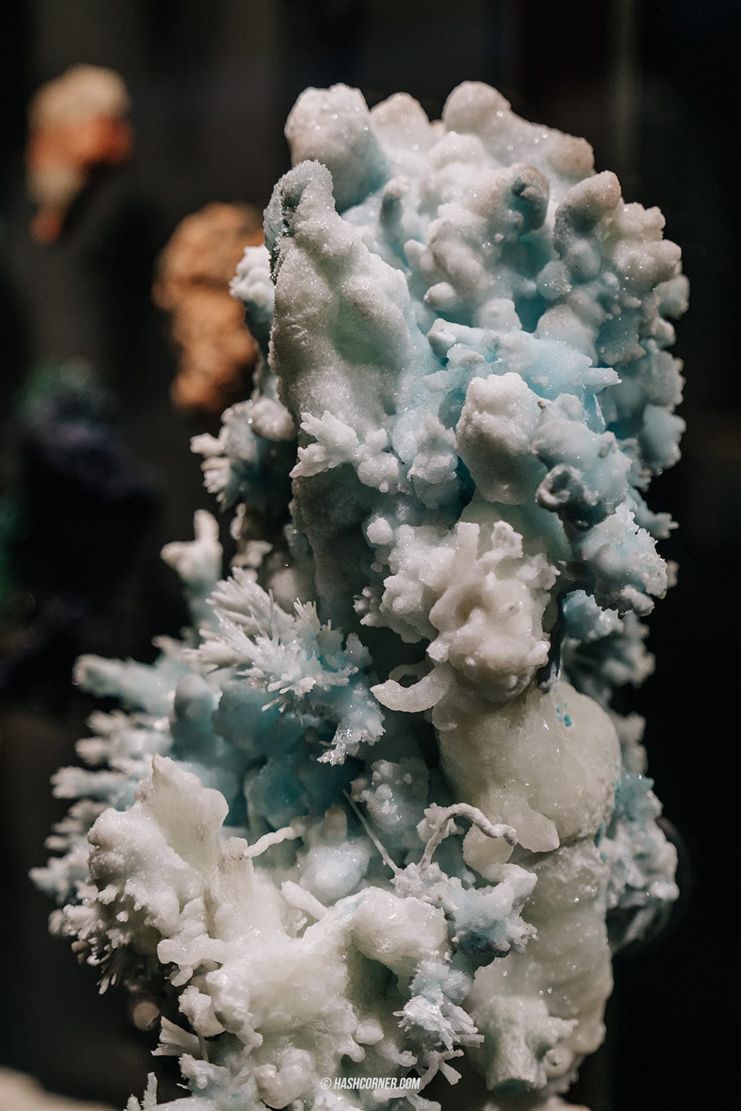 รีวิว American Museum of Natural History x นิวยอร์ก อเมริกา
