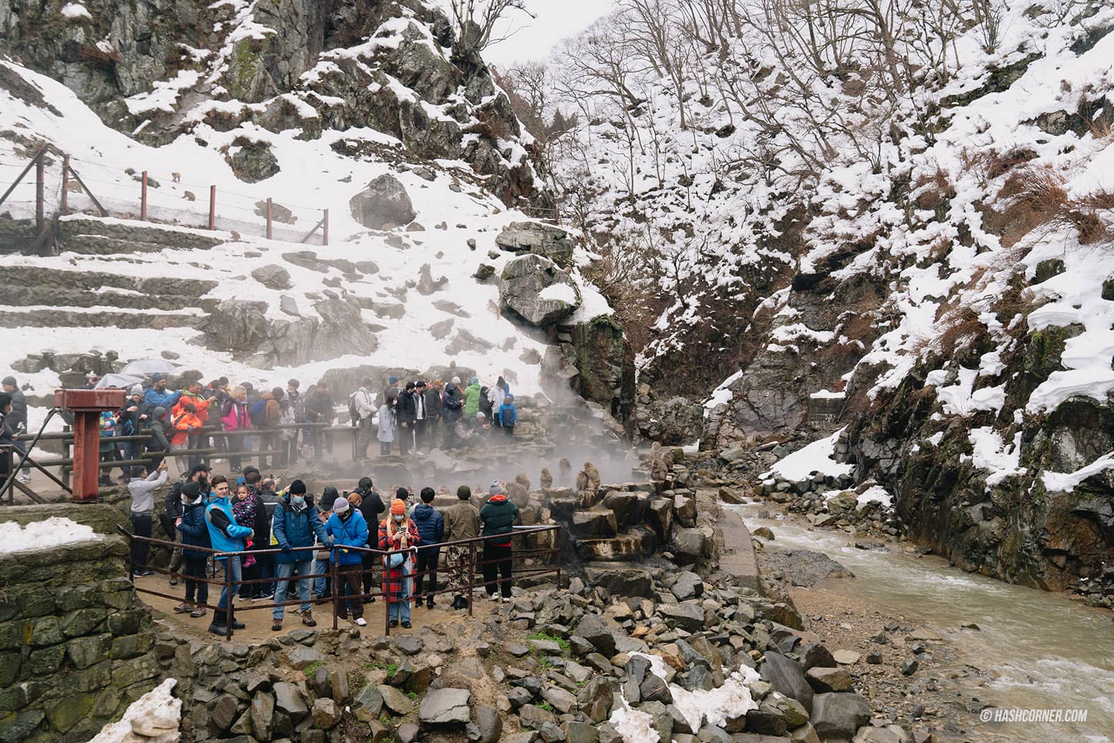 รีวิว สวนลิงจิโกคุดานิ (Snow Monkey Park) x นากาโน่ ดูลิงหิมะแช่ออนเซ็น