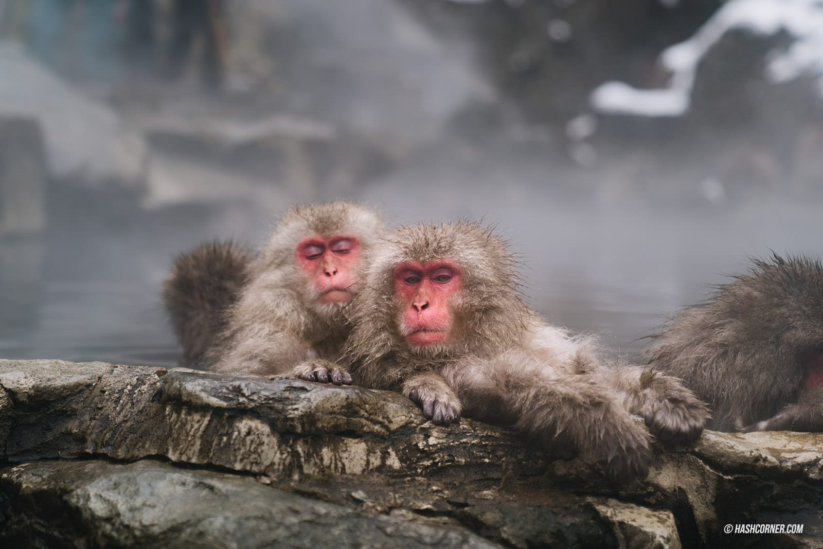 รีวิว นากาโน่ (Nagano) x ญี่ปุ่น โร้ดทริปหน้าหนาว ดูลิงแช่ออนเซ็น