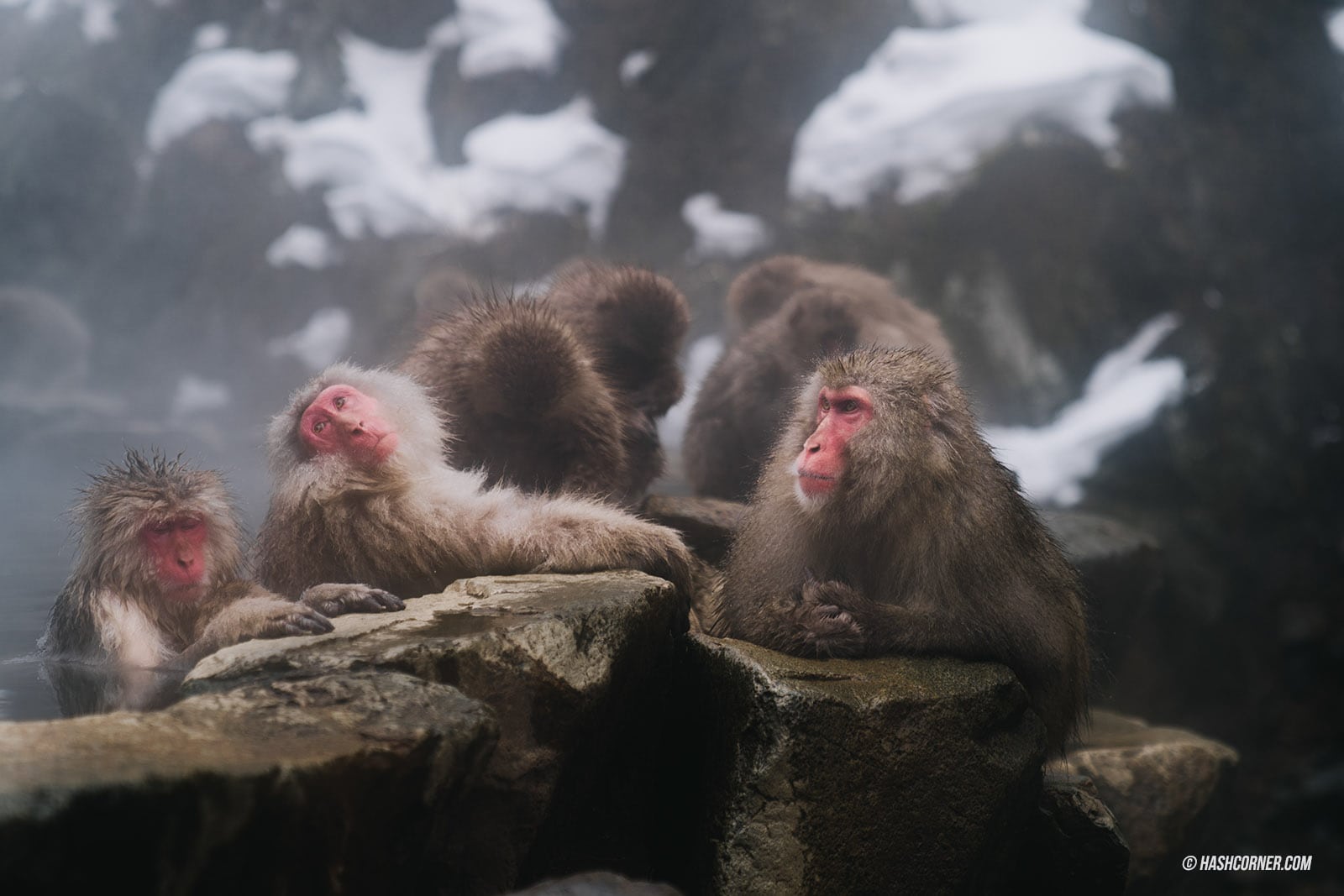 รีวิว นากาโน่ (Nagano) x ญี่ปุ่น โร้ดทริปหน้าหนาว ดูลิงแช่ออนเซ็น