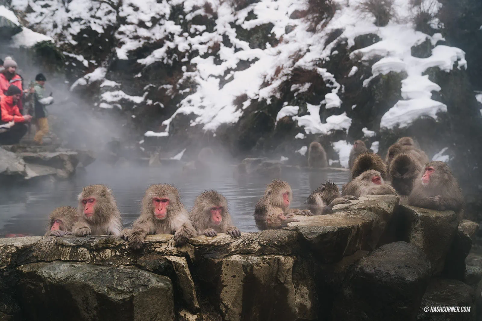รีวิว สวนลิงจิโกคุดานิ (Snow Monkey Park) x นากาโน่ ดูลิงหิมะแช่ออนเซ็น