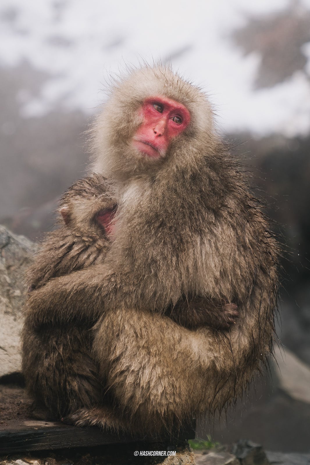 รีวิว สวนลิงจิโกคุดานิ (Snow Monkey Park) x นากาโน่ ดูลิงหิมะแช่ออนเซ็น