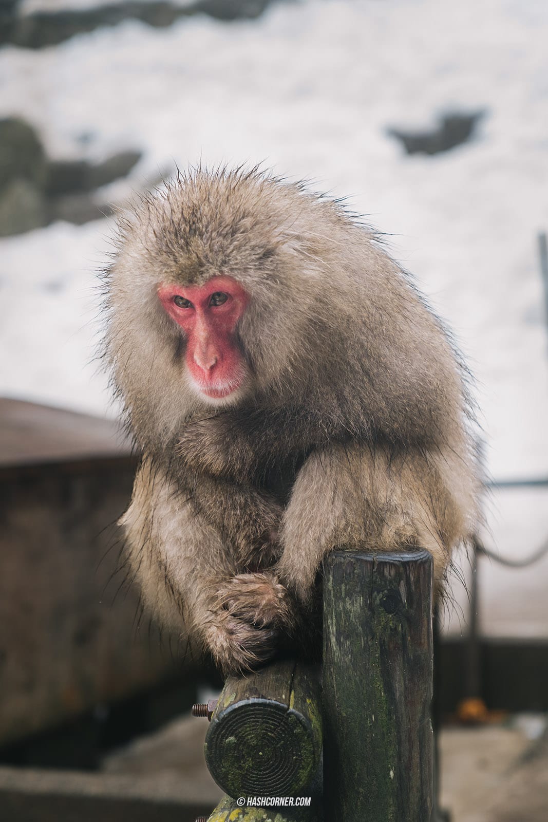 รีวิว นากาโน่ (Nagano) x ญี่ปุ่น โร้ดทริปหน้าหนาว ดูลิงแช่ออนเซ็น