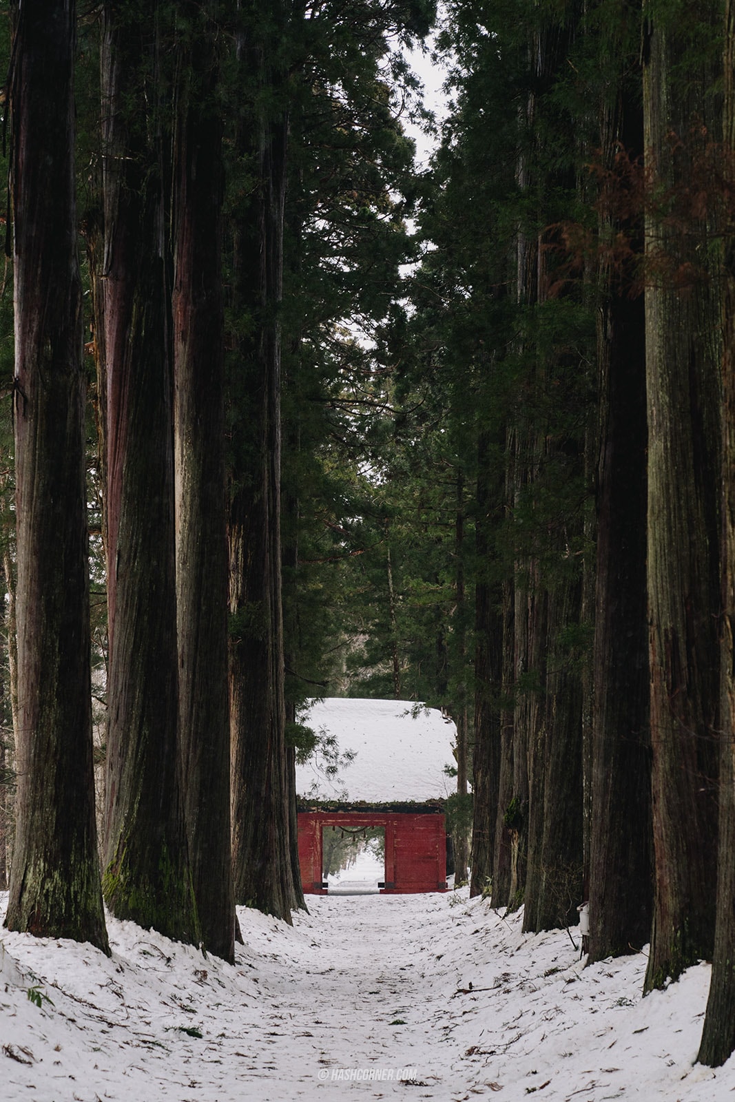 รีวิว นากาโน่ (Nagano) x ญี่ปุ่น โร้ดทริปหน้าหนาว ดูลิงแช่ออนเซ็น