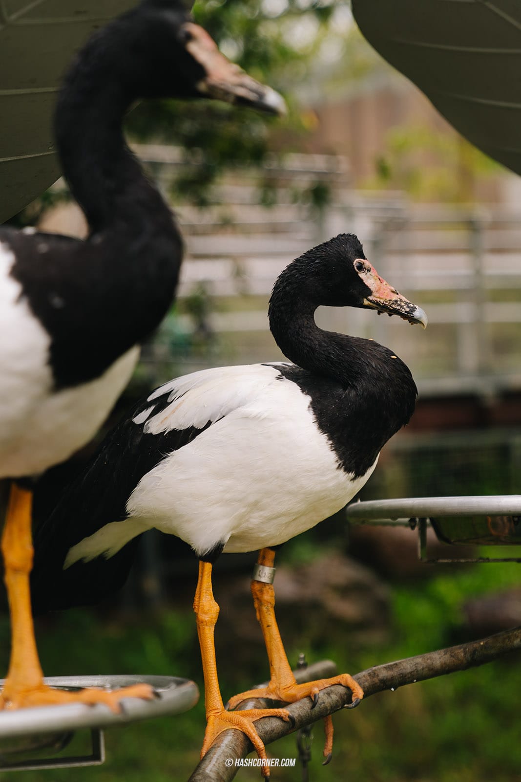 รีวิว Bird Paradise x สิงคโปร์ เที่ยวสวนนกใหญ่ที่สุดในเอเชีย