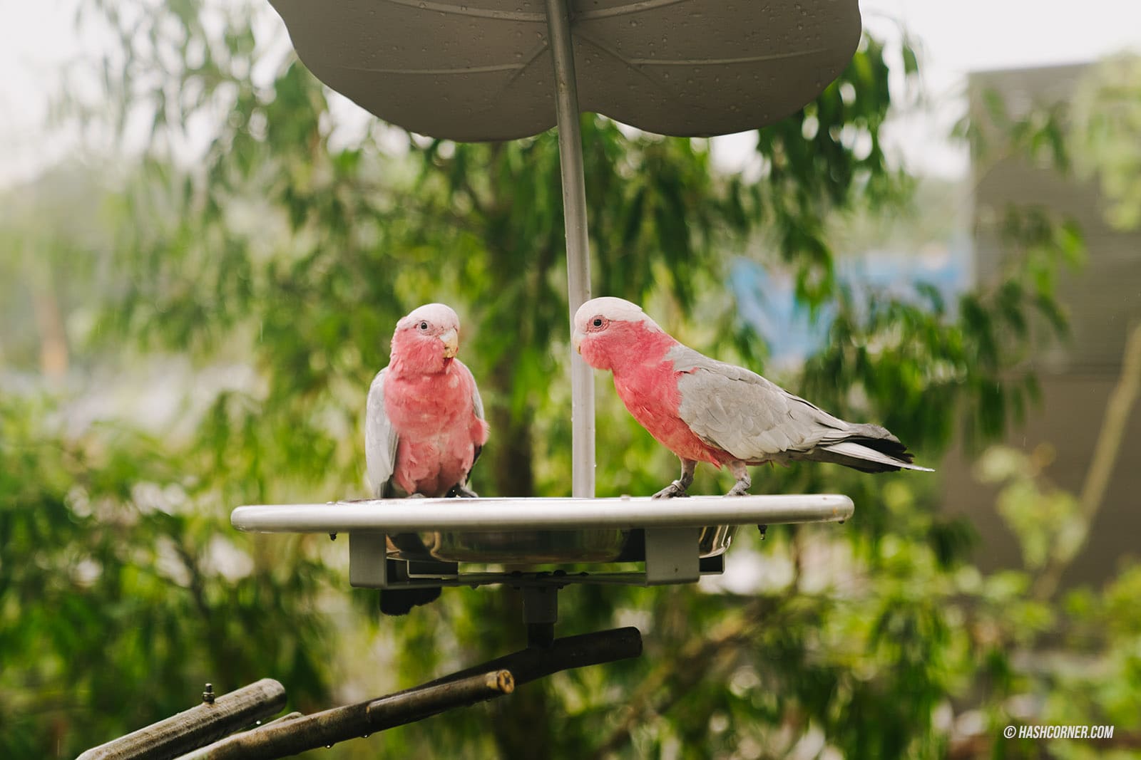 รีวิว Bird Paradise x สิงคโปร์ เที่ยวสวนนกใหญ่ที่สุดในเอเชีย