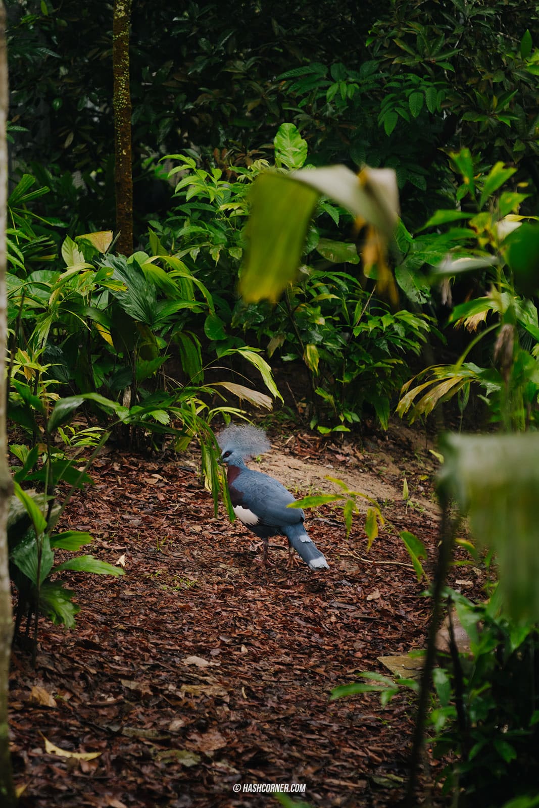 รีวิว Bird Paradise x สิงคโปร์ เที่ยวสวนนกใหญ่ที่สุดในเอเชีย