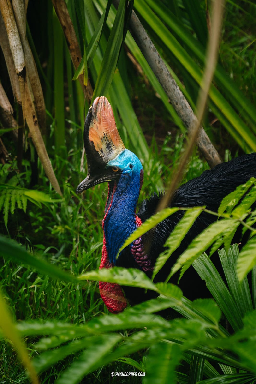 รีวิว Bird Paradise x สิงคโปร์ เที่ยวสวนนกใหญ่ที่สุดในเอเชีย