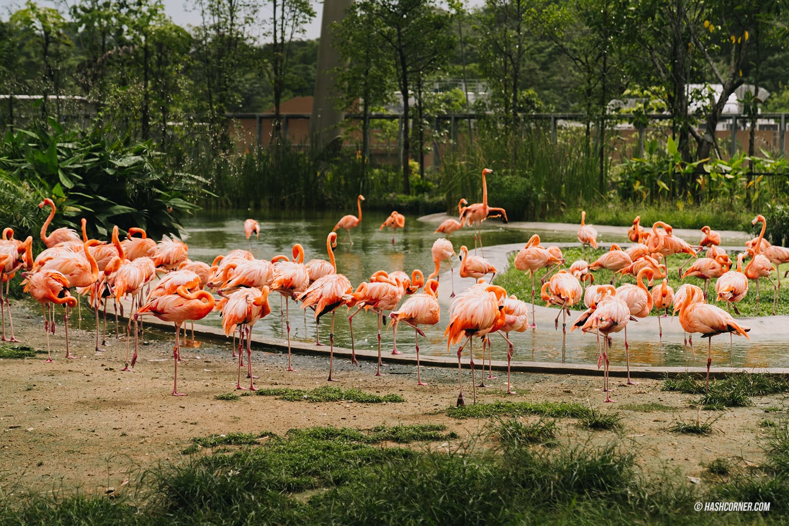 รีวิว Bird Paradise x สิงคโปร์ เที่ยวสวนนกใหญ่ที่สุดในเอเชีย