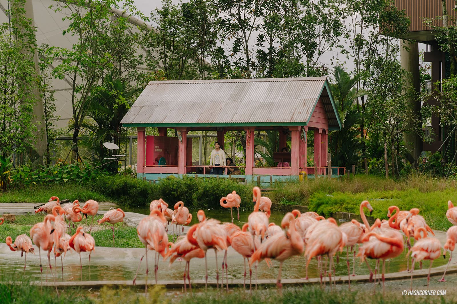 รีวิว Bird Paradise x สิงคโปร์ เที่ยวสวนนกใหญ่ที่สุดในเอเชีย
