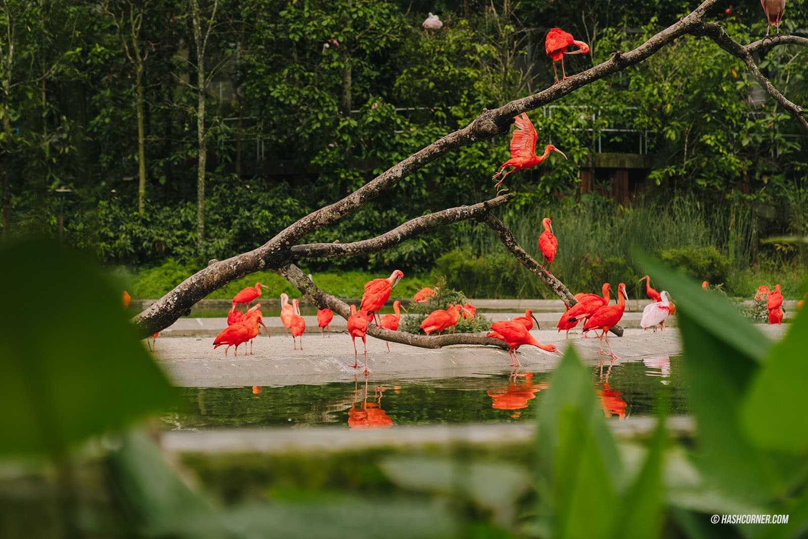 รีวิว Bird Paradise x สิงคโปร์ เที่ยวสวนนกใหญ่ที่สุดในเอเชีย