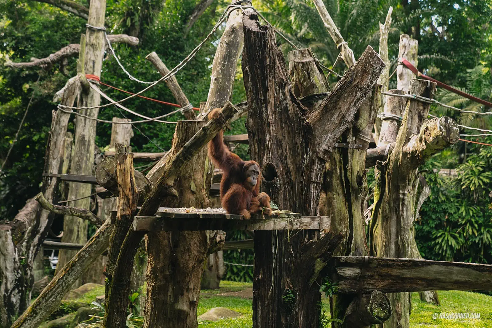 รีวิว Singapore Zoo x สิงคโปร์ เที่ยวส่องสวนสัตว์สิงคโปร์