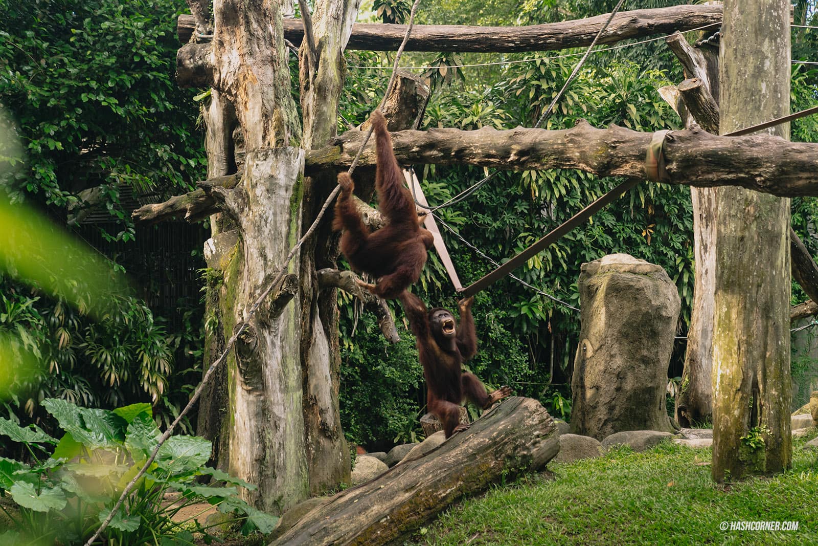 รีวิว Singapore Zoo x สิงคโปร์ เที่ยวส่องสวนสัตว์สิงคโปร์