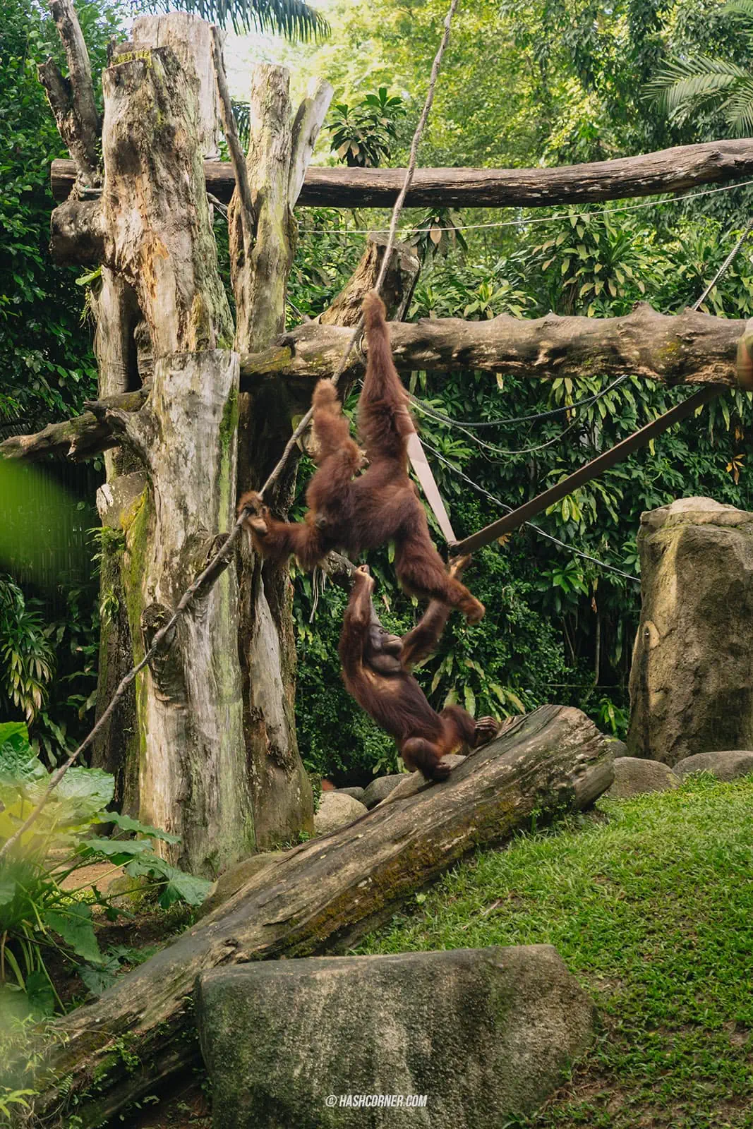 รีวิว Singapore Zoo x สิงคโปร์ เที่ยวส่องสวนสัตว์สิงคโปร์