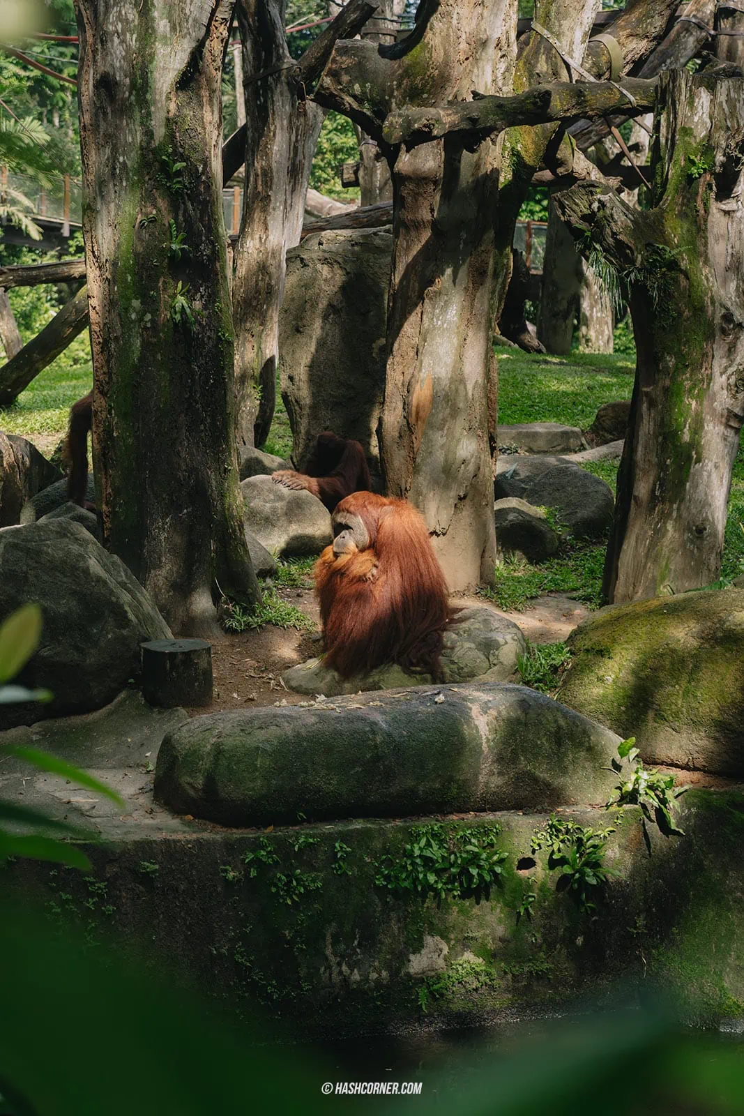 รีวิว Bird Paradise + สวนสัตว์สิงคโปร์ เที่ยวเดย์ทริปส่องสัตว์ &#x1f427;