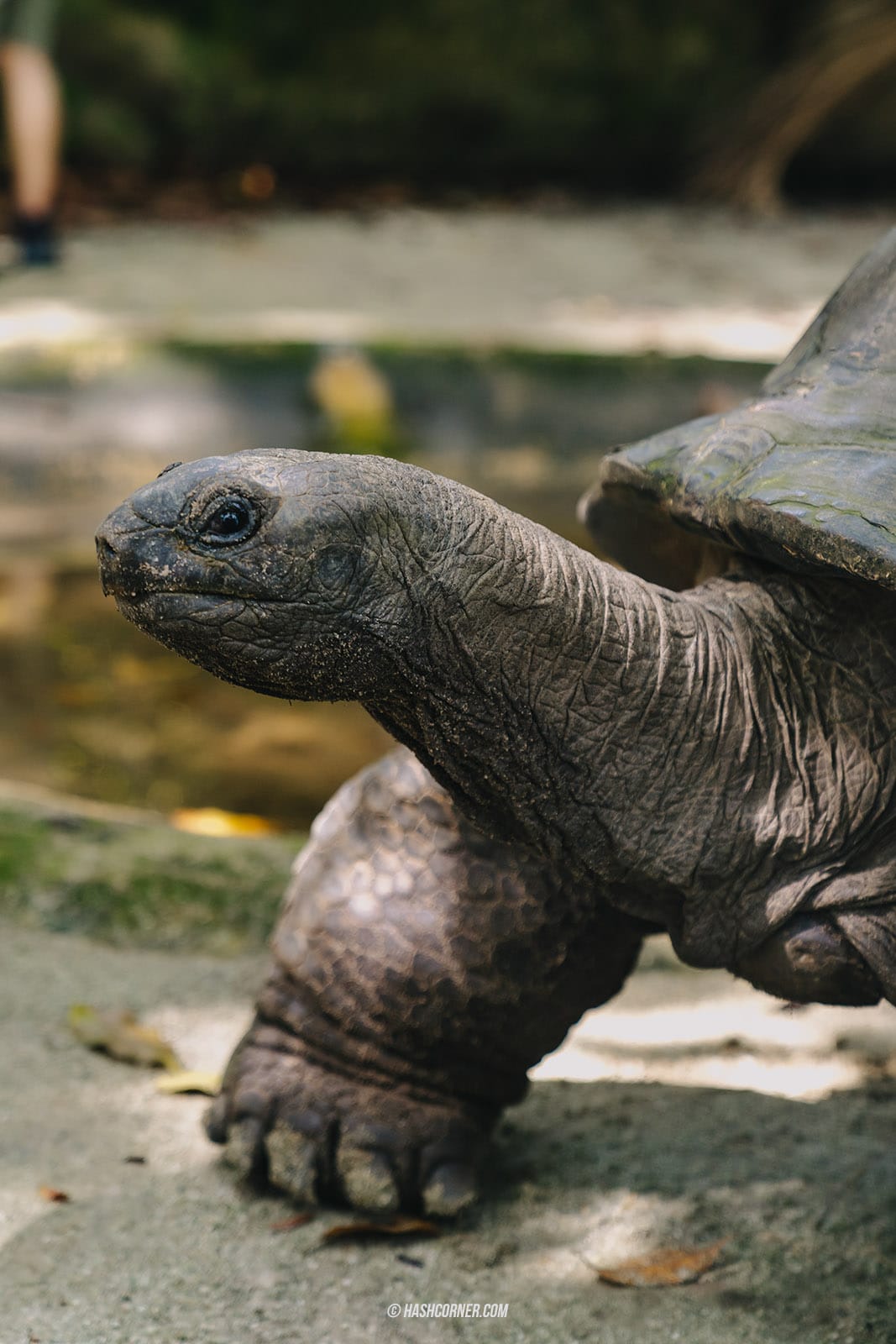 รีวิว Singapore Zoo x สิงคโปร์ เที่ยวส่องสวนสัตว์สิงคโปร์