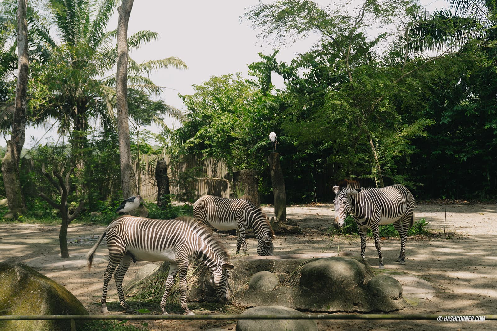 รีวิว Singapore Zoo x สิงคโปร์ เที่ยวส่องสวนสัตว์สิงคโปร์