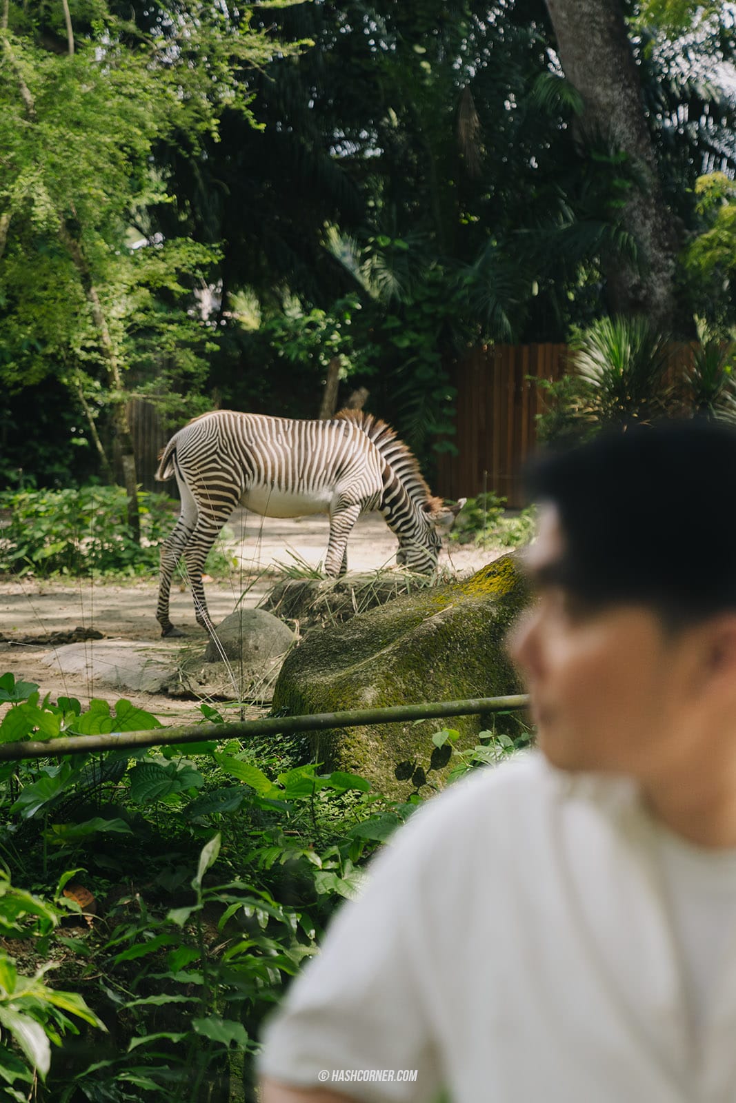 รีวิว Singapore Zoo x สิงคโปร์ เที่ยวส่องสวนสัตว์สิงคโปร์