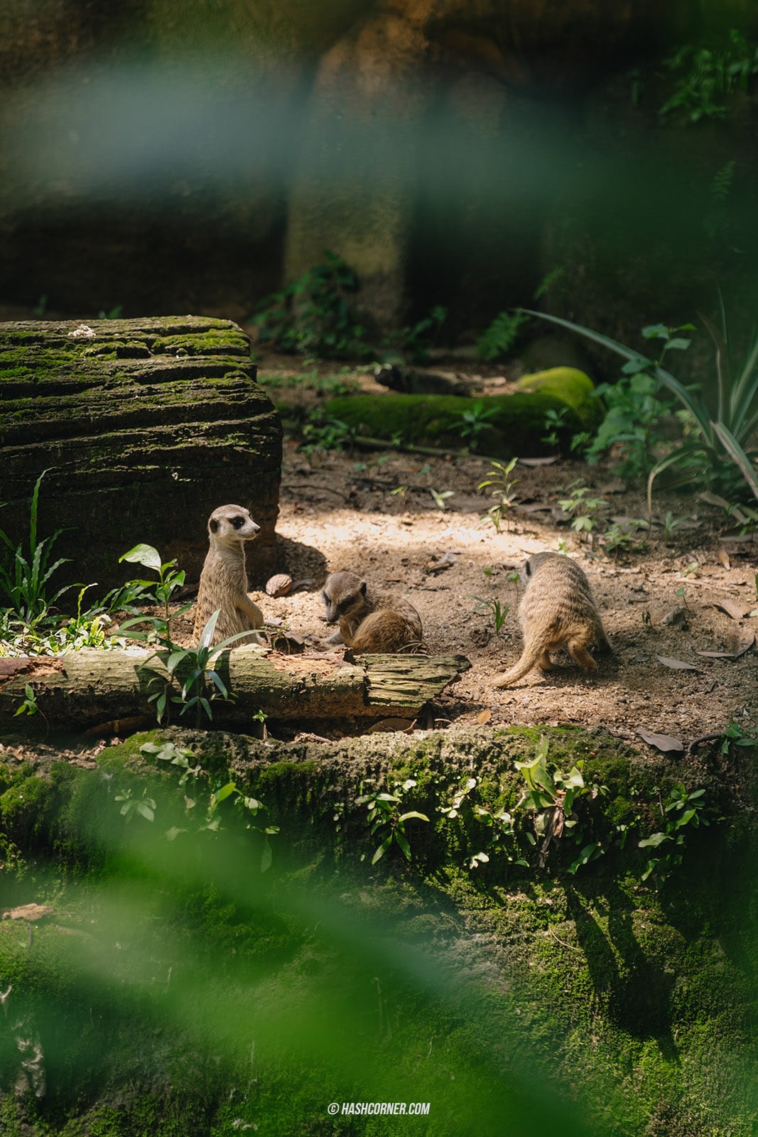 รีวิว Singapore Zoo x สิงคโปร์ เที่ยวส่องสวนสัตว์สิงคโปร์