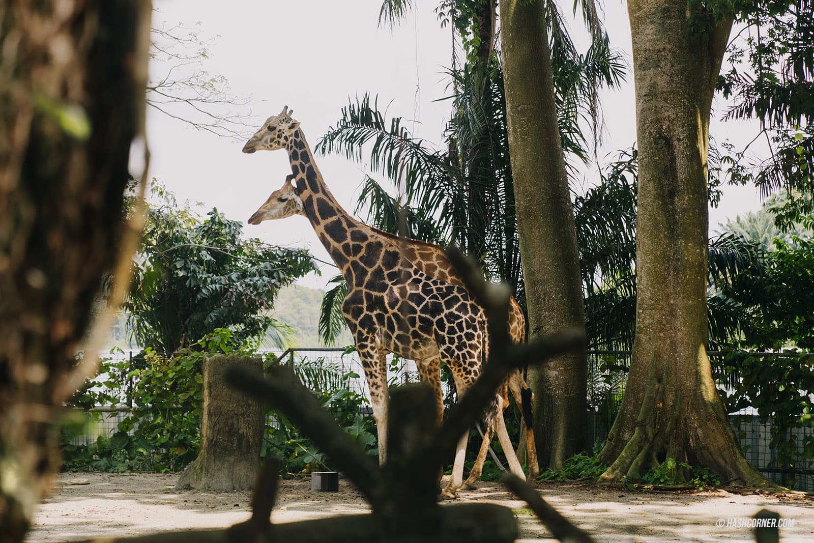 รีวิว Singapore Zoo x สิงคโปร์ เที่ยวส่องสวนสัตว์สิงคโปร์