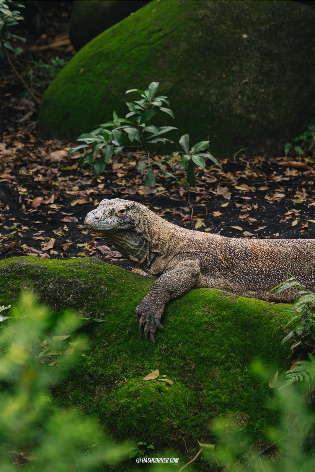 รีวิว Singapore Zoo x สิงคโปร์ เที่ยวส่องสวนสัตว์สิงคโปร์