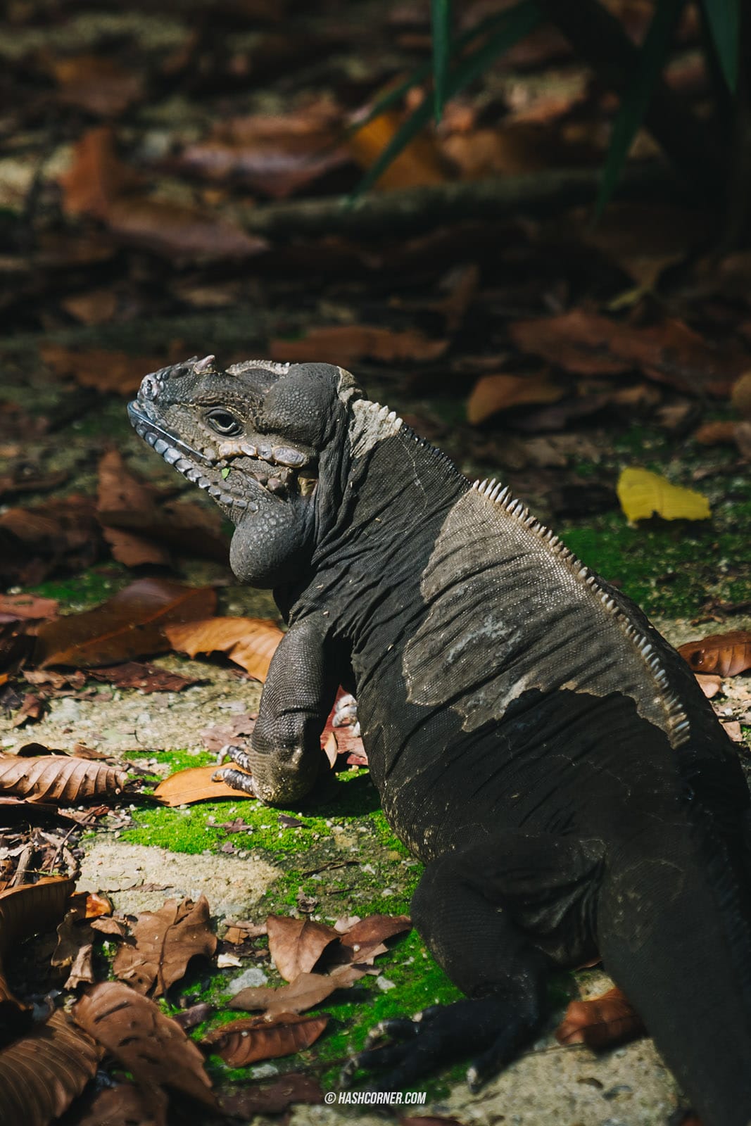 รีวิว Singapore Zoo x สิงคโปร์ เที่ยวส่องสวนสัตว์สิงคโปร์