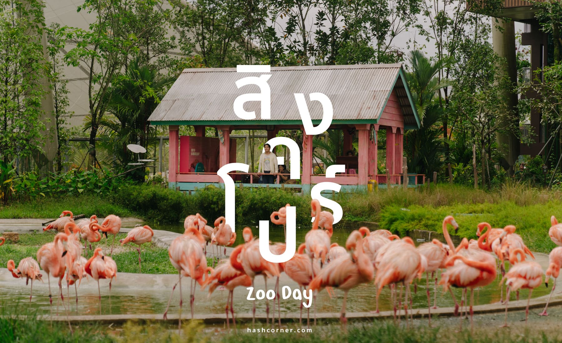 รีวิว Bird Paradise + สวนสัตว์สิงคโปร์ เที่ยวเดย์ทริปส่องสัตว์ &#x1f427;