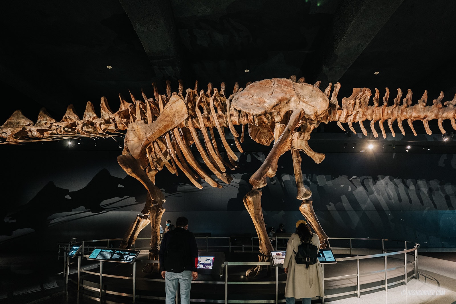 รีวิว American Museum of Natural History x นิวยอร์ก อเมริกา