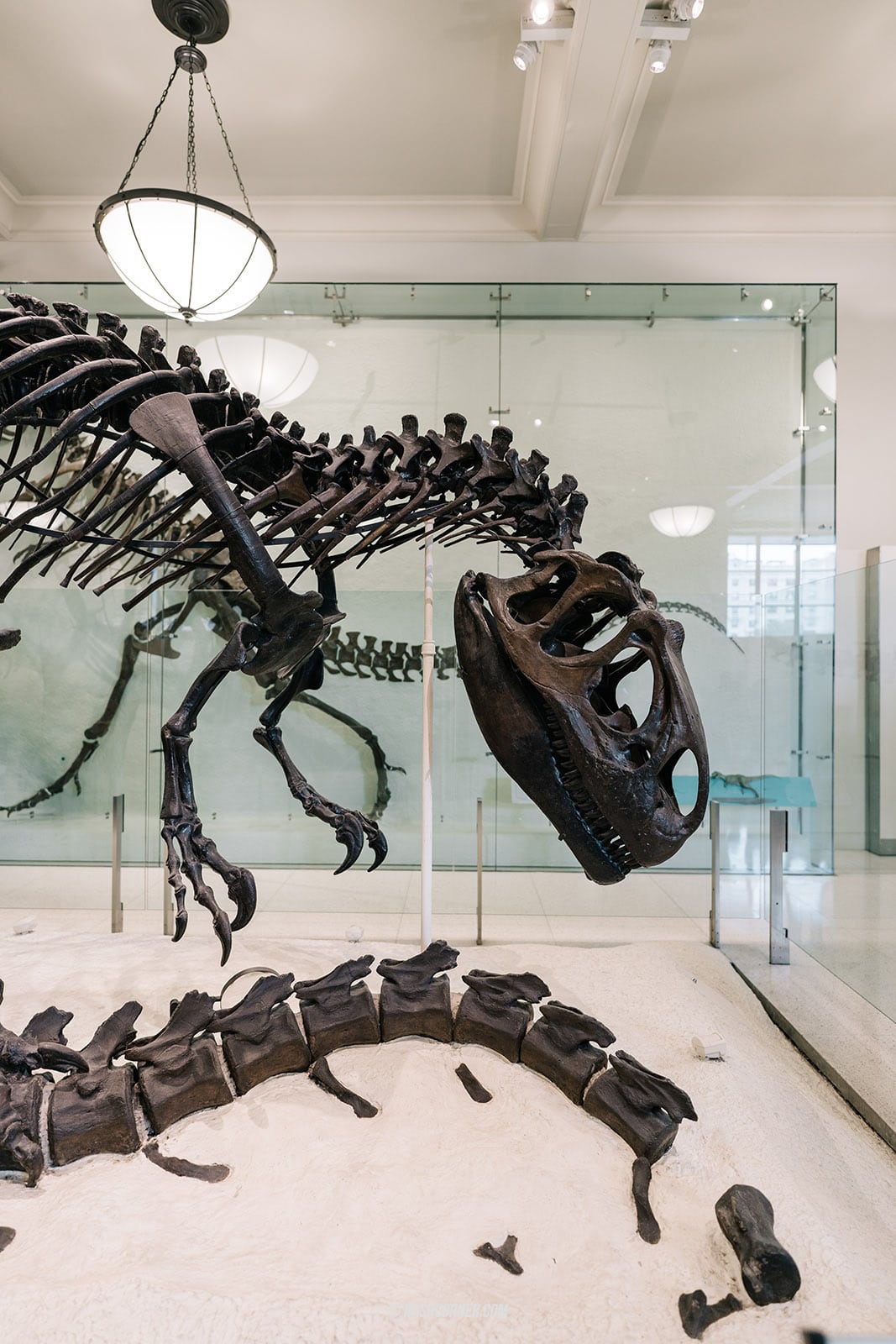 รีวิว American Museum of Natural History x นิวยอร์ก อเมริกา