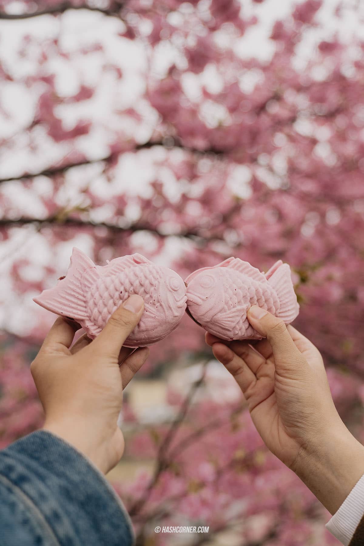 รีวิว คาวาสึ (Kawazu) x ญี่ปุ่น เที่ยวเทศกาลดอกซากุระบานก่อนใคร