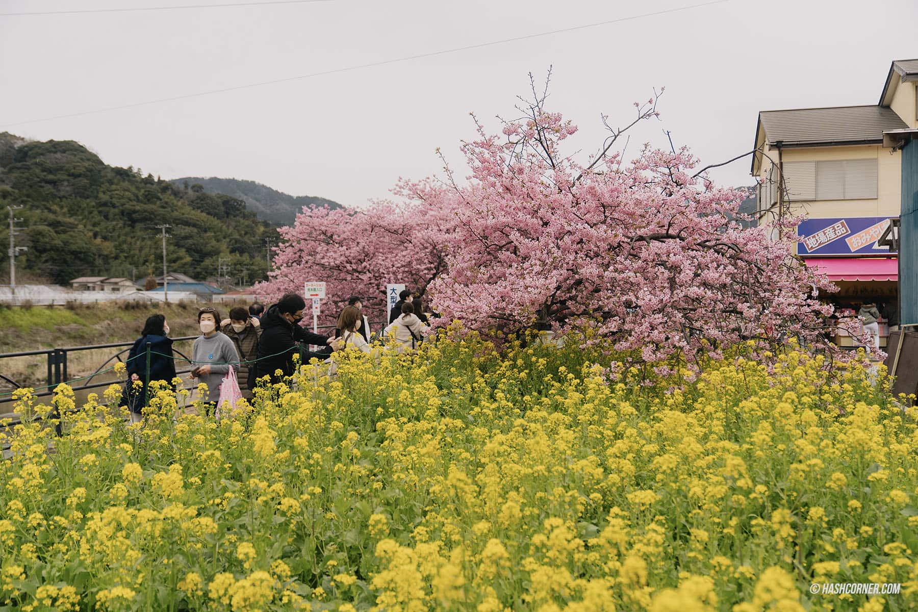รีวิว คาวาสึ (Kawazu) x ญี่ปุ่น เที่ยวเทศกาลดอกซากุระบานก่อนใคร