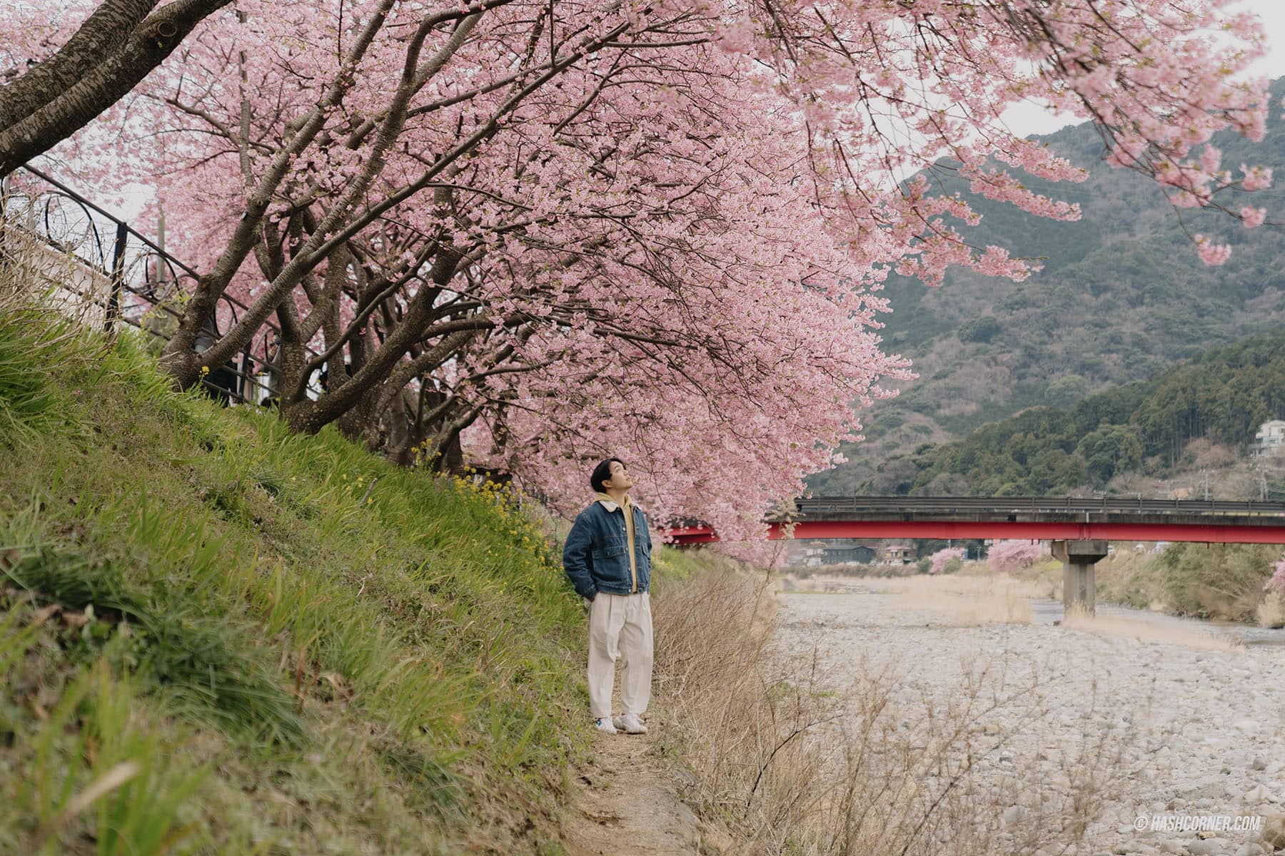 รีวิว คาวาสึ (Kawazu) x ญี่ปุ่น เที่ยวเทศกาลดอกซากุระบานก่อนใคร