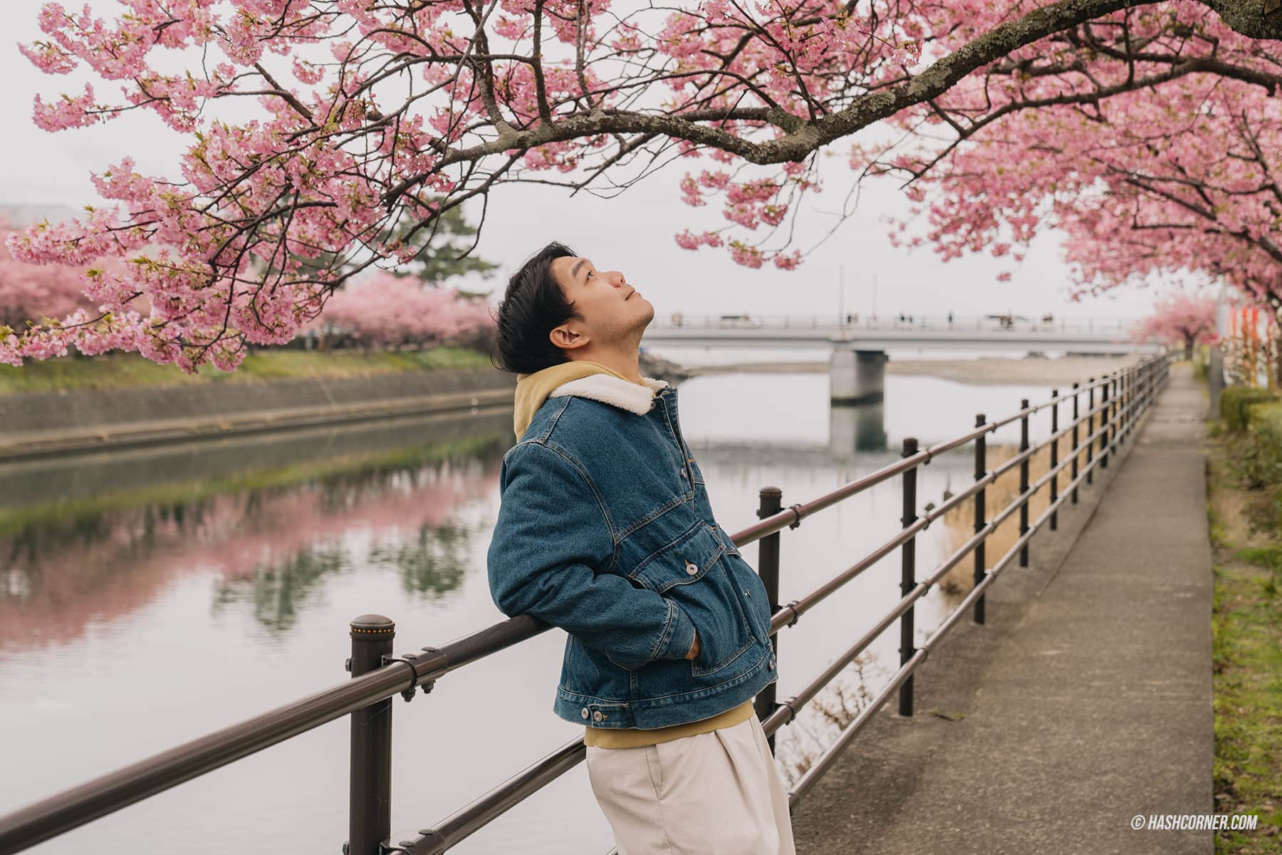 รีวิว คาวาสึ (Kawazu) x ญี่ปุ่น เที่ยวเทศกาลดอกซากุระบานก่อนใคร