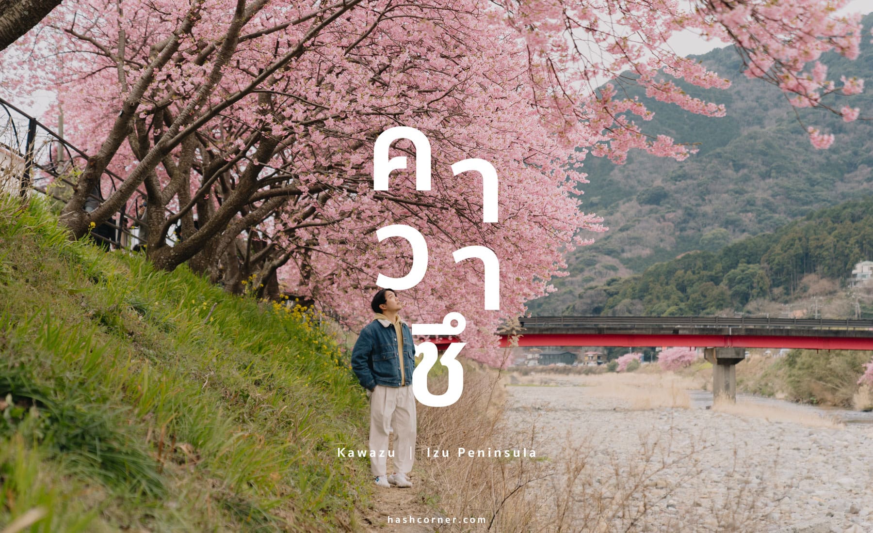 รีวิว คาวาสึ (Kawazu) x ญี่ปุ่น เที่ยวเทศกาลดอกซากุระบานก่อนใคร