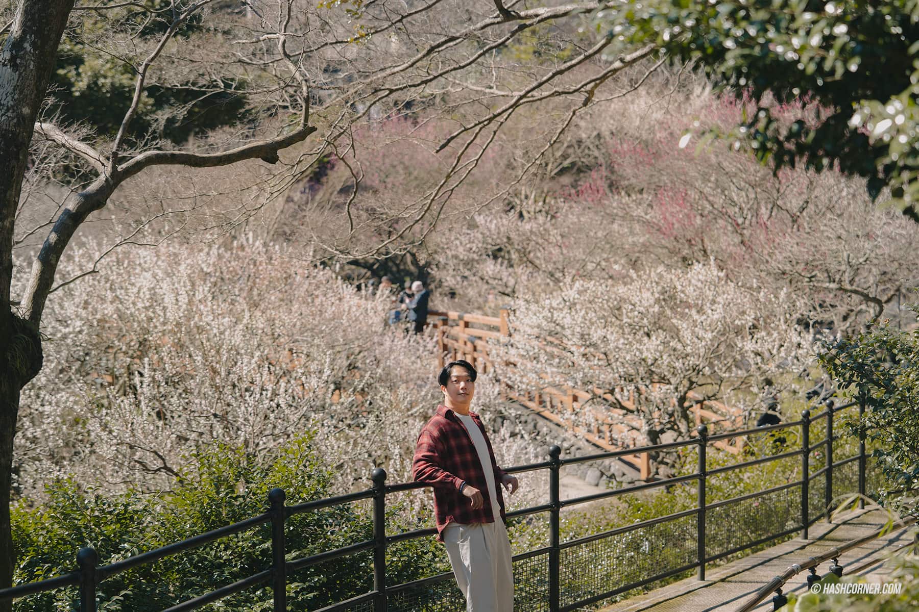 รีวิว อาตามิ (Atami) x ญี่ปุ่น เที่ยวชมดอกบ๊วยบานก่อนใคร