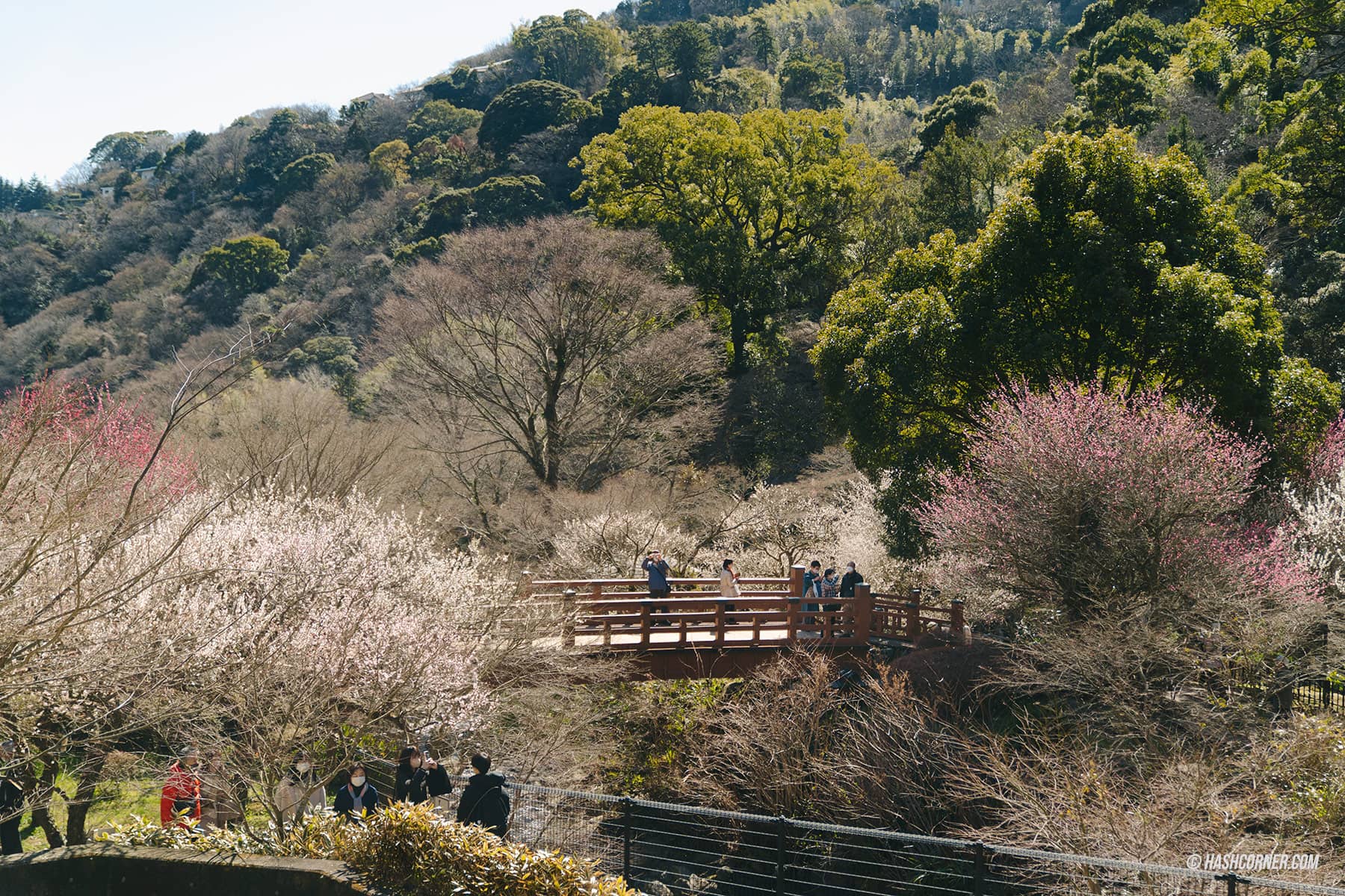 รีวิว อาตามิ (Atami) x ญี่ปุ่น เที่ยวชมดอกบ๊วยบานก่อนใคร