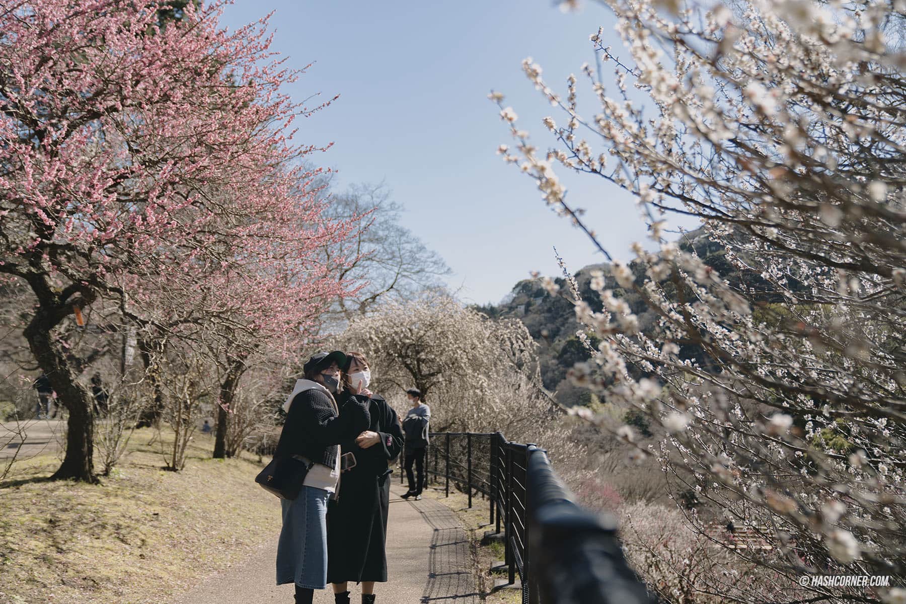 รีวิว อาตามิ (Atami) x ญี่ปุ่น เที่ยวชมดอกบ๊วยบานก่อนใคร