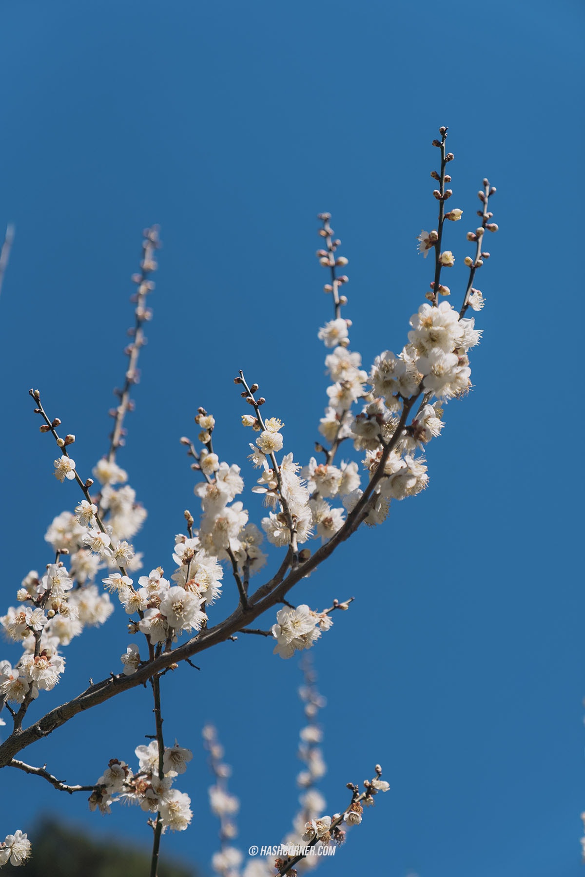 รีวิว อาตามิ (Atami) x ญี่ปุ่น เที่ยวชมดอกบ๊วยบานก่อนใคร