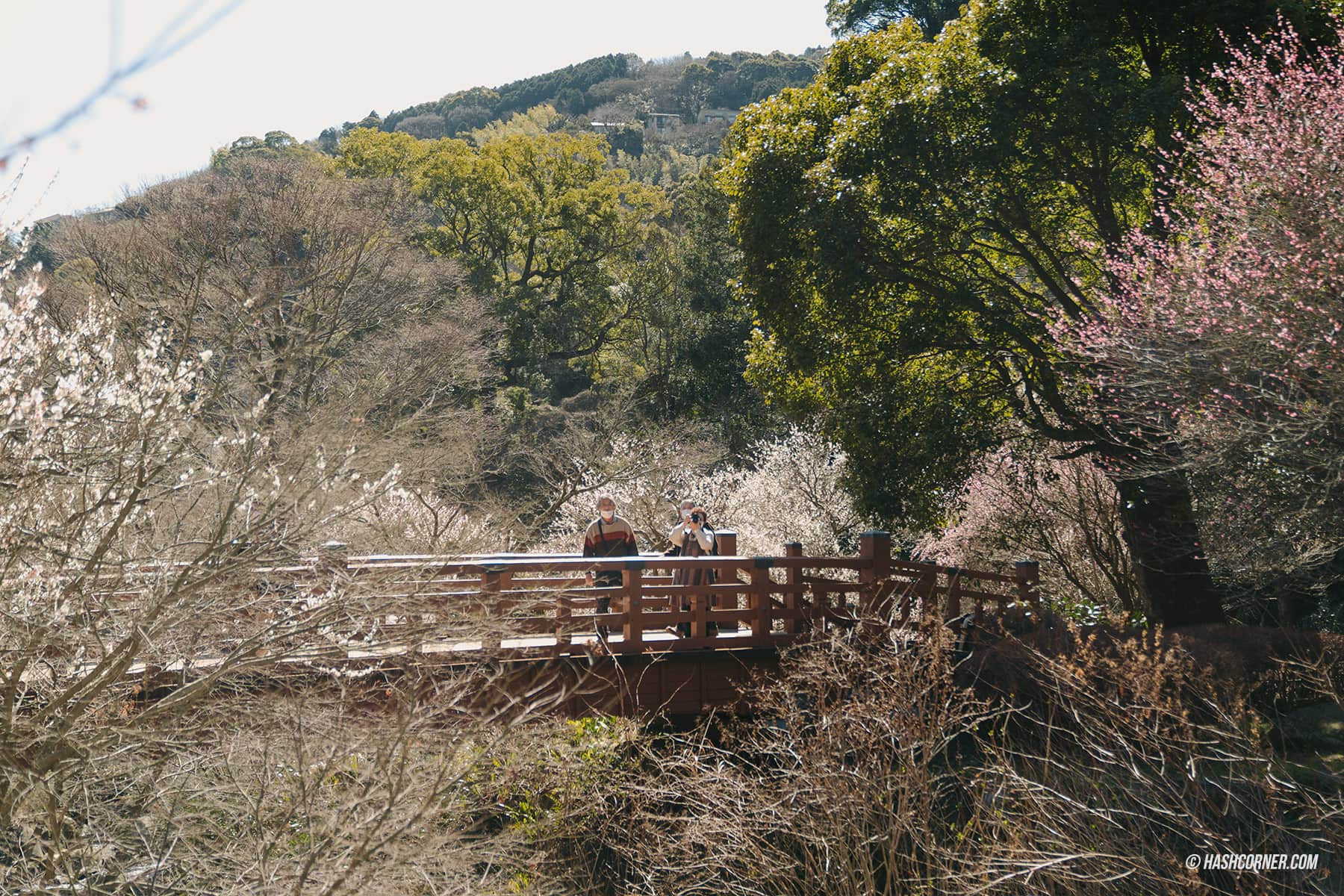 รีวิว อาตามิ (Atami) x ญี่ปุ่น เที่ยวชมดอกบ๊วยบานก่อนใคร