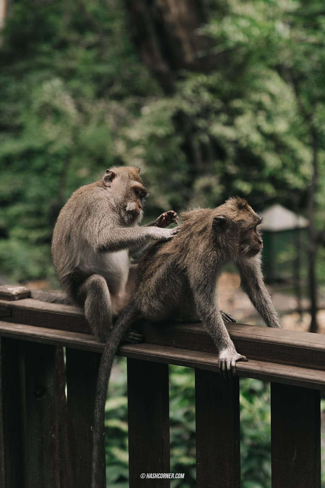 รีวิว ป่าลิงศักดิ์สิทธิ์ (Sacred Monkey Forest Sanctuary) x บาหลี 