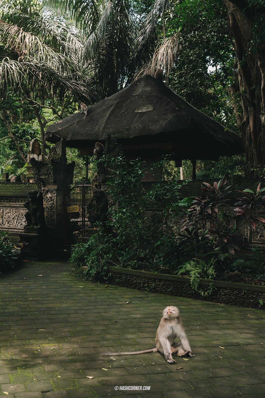 รีวิว ป่าลิงศักดิ์สิทธิ์ (Sacred Monkey Forest Sanctuary) x บาหลี 