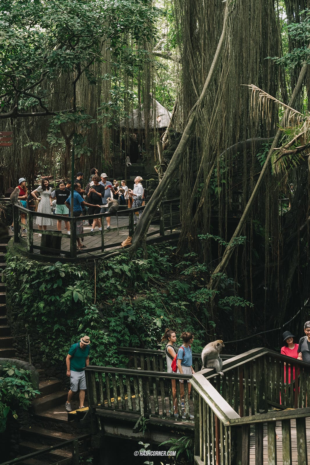 รีวิว ป่าลิงศักดิ์สิทธิ์ (Sacred Monkey Forest Sanctuary) x บาหลี 