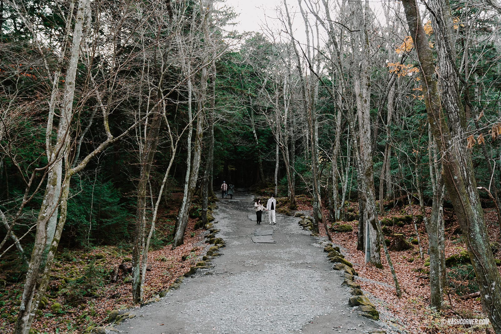  รีวิว อาโอกิงาฮาระ (Aokigahara) x คาวากุจิโกะ เที่ยวป่าฆ่าตัวตายแห่งญี่ปุ่น ถ้ำน้ำแข็งและถ้ำลม