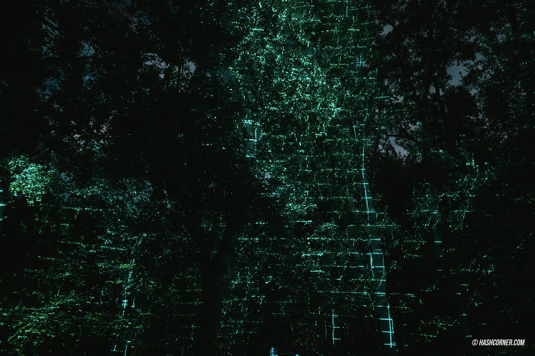 รีวิว teamLab Botanical Garden Osaka x โอซาก้า งานอาร์ทคูลๆ ในสวนพฤกษศาสตร์