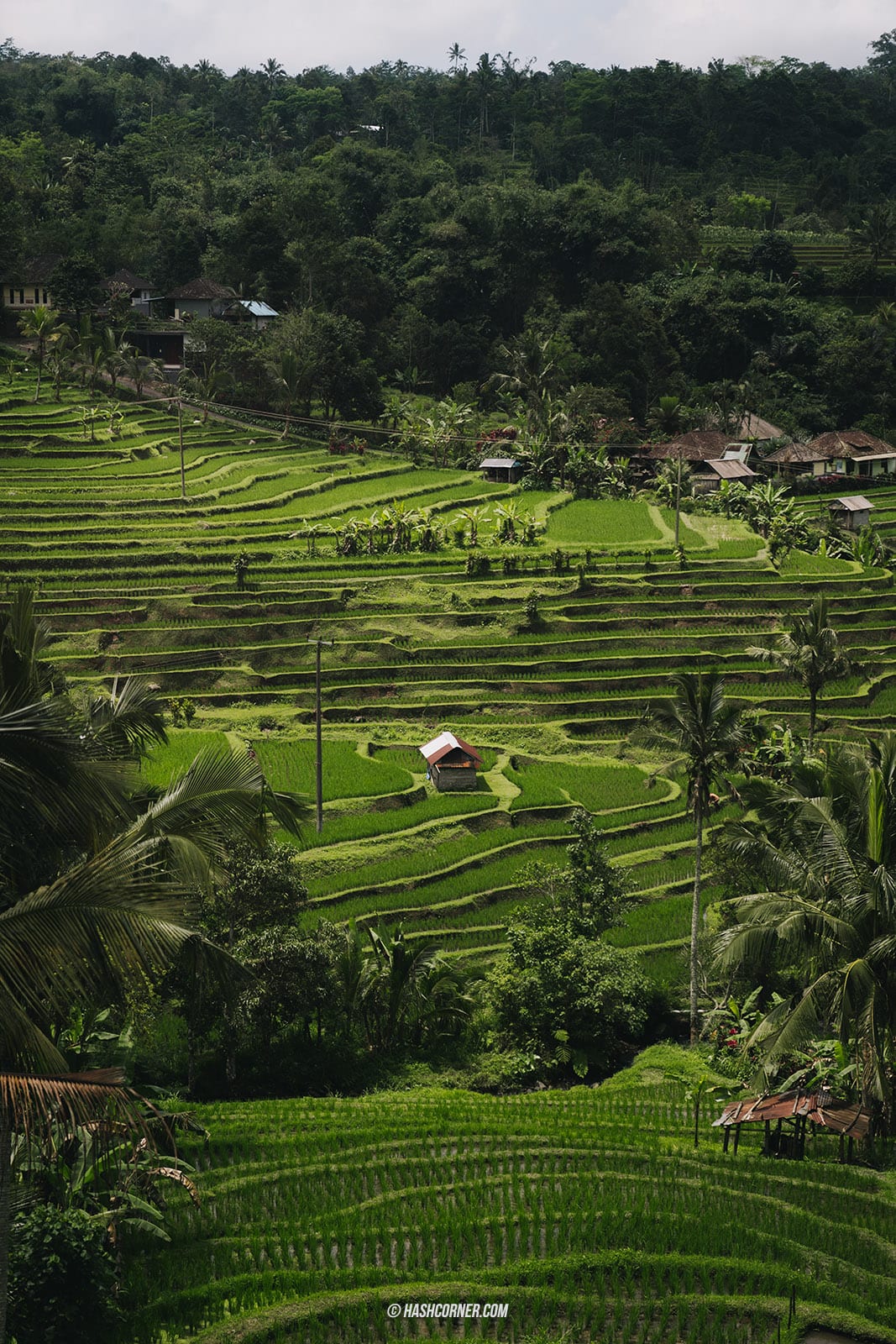 รีวิว นาขั้นบันไดจาตีลูวีห์ (Jatiluwih Rice Terraces) x บาหลี นาขั้นบันไดมรดกโลก