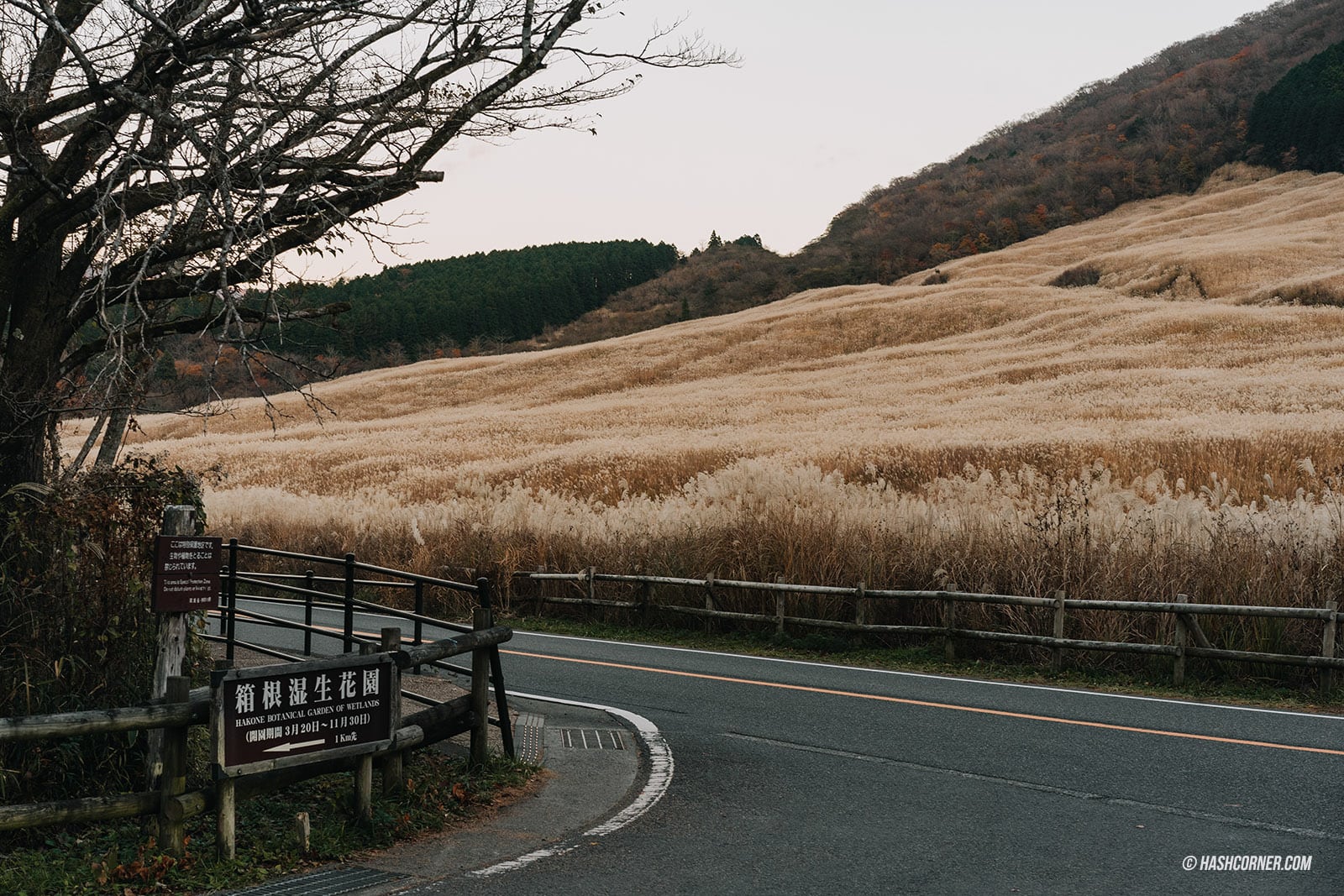 รีวิว ทุ่งหญ้าซูซูกิแห่งเซนโกคุฮาระ (Sengokuhara Susuki Grass Fields) x ฮาโกเน่