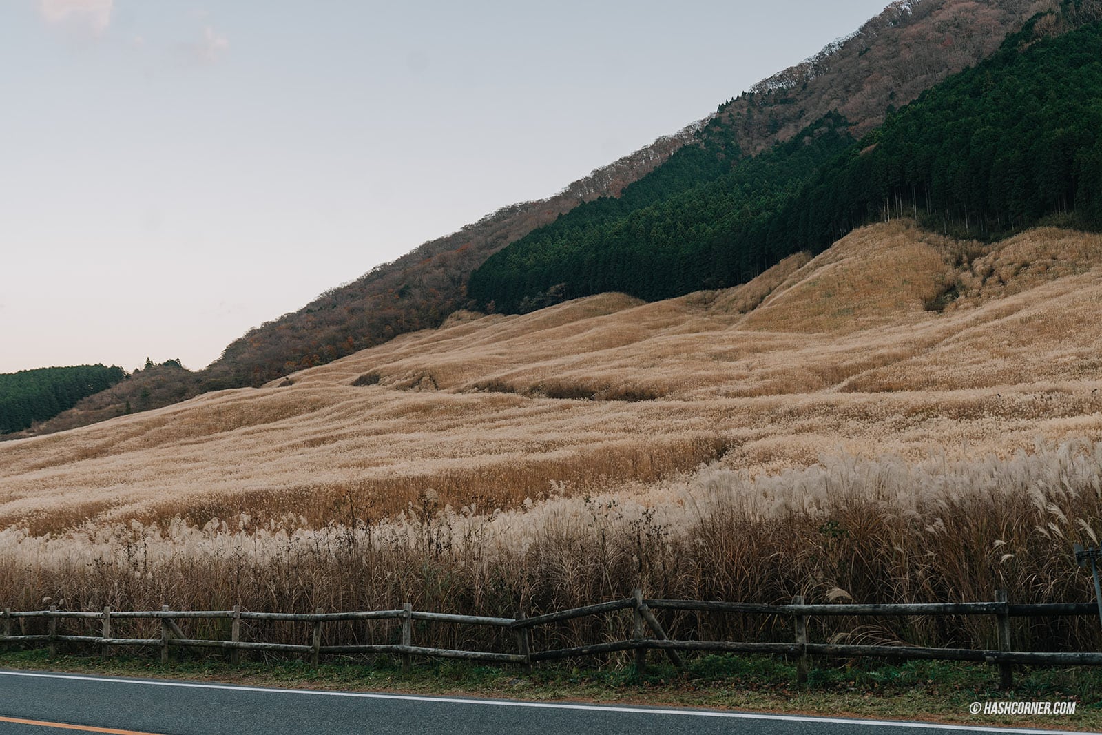 รีวิว ทุ่งหญ้าซูซูกิแห่งเซนโกคุฮาระ (Sengokuhara Susuki Grass Fields) x ฮาโกเน่