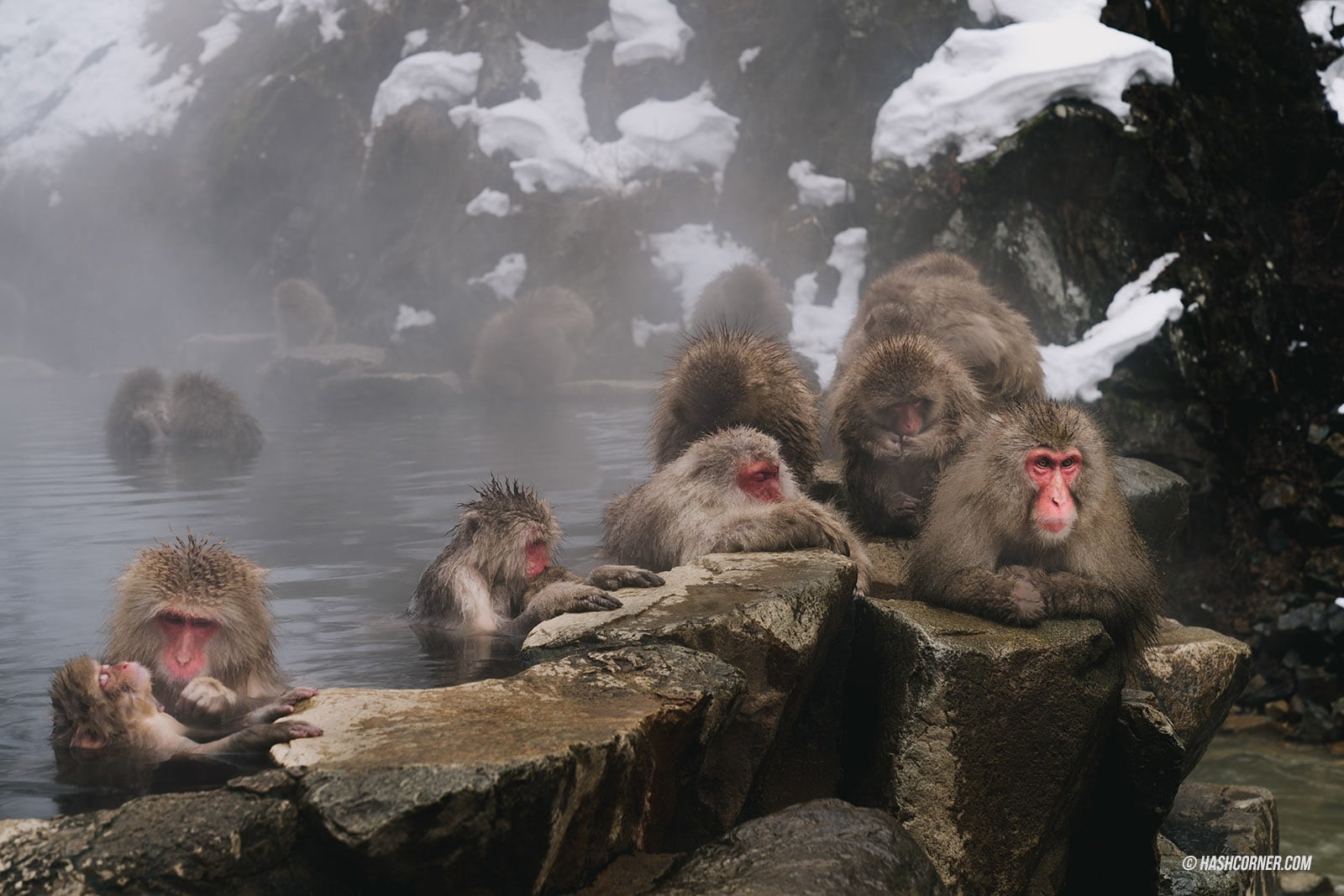 รีวิว สวนลิงจิโกคุดานิ (Snow Monkey Park) x นากาโน่ ดูลิงหิมะแช่ออนเซ็น