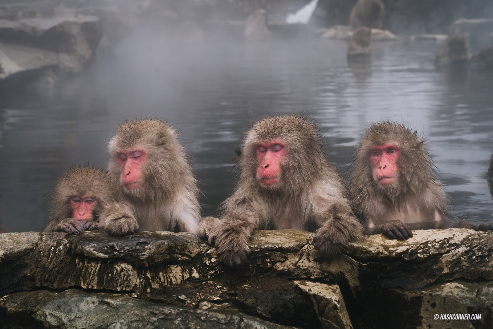 รีวิว สวนลิงจิโกคุดานิ (Snow Monkey Park) x นากาโน่ ดูลิงหิมะแช่ออนเซ็น