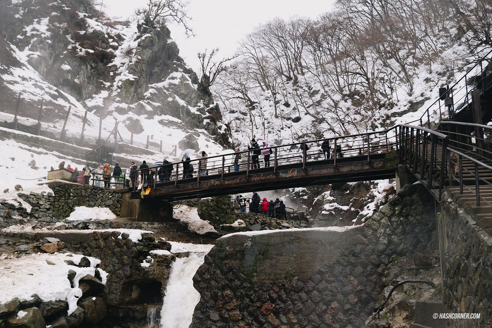 รีวิว สวนลิงจิโกคุดานิ (Snow Monkey Park) x นากาโน่ ดูลิงหิมะแช่ออนเซ็น